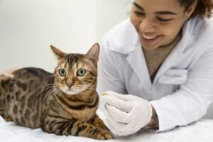 Benefícios de consultórios específicos para felinos