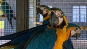 Reintrodução das Araras-canindé no Parque Nacional da Tijuca