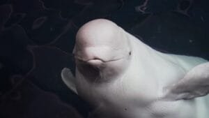 Estratégias de acasalamento da baleia beluga na Baía de Bristol