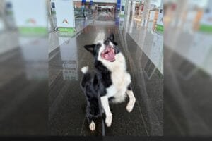 Max: o border collie do Aeroporto de Brasília