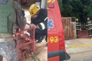 Onça-parda invade residência em MT