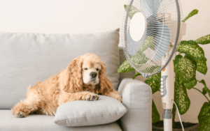 Hipertermia em cães: gravidade do excesso de calor é subestimada