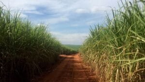 Aumento de 26,6% na Produtividade da Cana-de-açúcar no Centro-sul