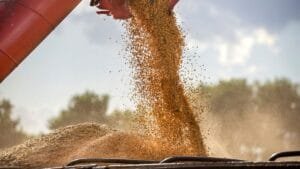 Previsão Recorde de Safra de Soja e Milho do Brasil em 2025/26