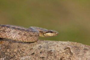 A colaboração entre Veterinários e biólogos na gestão da fauna silvestre