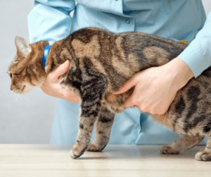 Manejo da hérnia umbilical em cães e gatos