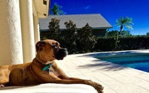 Impacto do Verão na saúde de cães e gatos