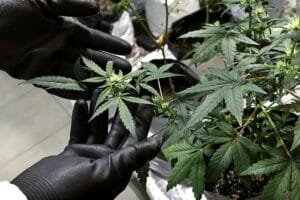 Cannabis medicinal: Regulamentação para cultivo e Uso no Brasil