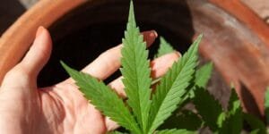 Anvisa discute regras para produção de cannabis no Brasil