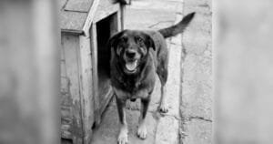 Investigação de maus-tratos a Cão Orelha por adolescentes