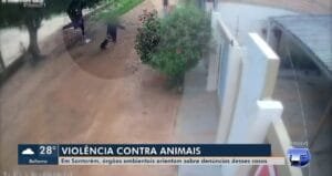 Violência contra animais em Santarém: dados, denúncias e fiscalização