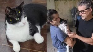 Treinamento de Gata premiada em ‘O Agente Secreto’