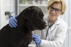 Terapias baseadas em evidências para doenças cardíacas em cães