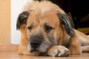 Importância da saúde mental e emocional de pets