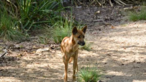 Dingos na Austrália: entre predadores nativos e conflitos com humanos
