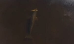 Impacto da preservação ambiental na interação entre botos e pescadores no Amazonas