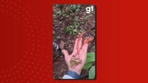 Descoberta de fungo ‘zumbi’ em tarântula gigante na Amazônia