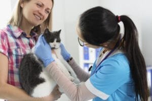 Manejo do estresse em cães e gatos durante consultas veterinárias