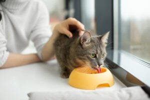 Manejo nutricional para gatos com DRC: Estratégias para garantir qualidade de vida