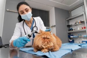 Tendências na carreira veterinária no Brasil