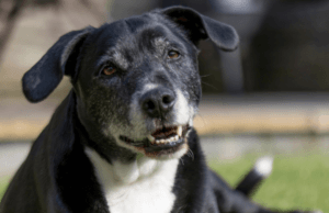 Nutrição de cães e gatos idosos: prevenção e qualidade de vida