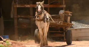 Fim das carroças e apreensão de cavalos explorados no Distrito Federal