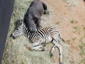 Vínculo improvável entre filhotes órfãos de zebra e rinoceronte