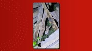 Resgate de Filhote de onça-pintada em Itacoatiara, Amazonas