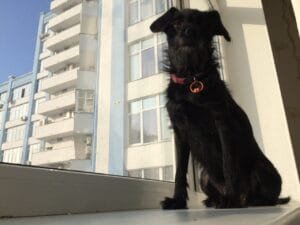 Regras para convivência de pets em condomínios