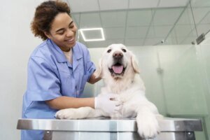 Veterinário comportamental: tratamento de alterações emocionais em pets