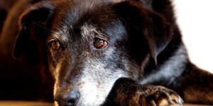 Lojista é condenado por maus-tratos a cães em São Paulo