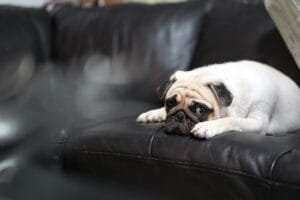 Abordagem clínica da Ansiedade de separação em pequenos animais