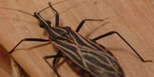 Surto de casos da doença de Chagas em Ananindeua, Pará