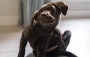 Alergia de contato em pets: manejo clínico e diagnóstico