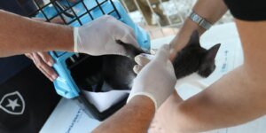 Esporotricose em gatos: alerta do Conselho de Veterinária