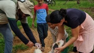 Importância da vacinação antirrábica para a comunidade de Planalto em Oriximiná