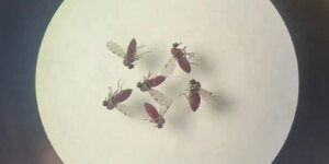 Diferença de sintomas entre febre do Oropouche e dengue