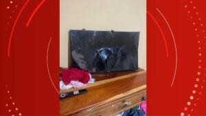 Homem é preso por violência doméstica em Macapá