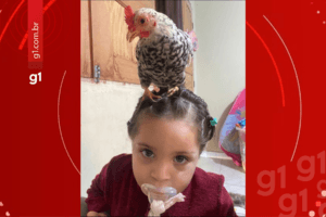 Menina de 2 anos tem galinha como animal de estimação no Acre
