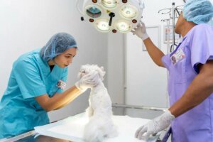 Importância do Controle da Dor no pós-operatório de cães e gatos