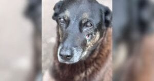 Polícia de Santa Catarina conclui investigação sobre morte do Cão Orelha