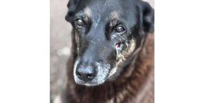 Hospital veterinário municipal em São Paulo agora funciona 24 horas