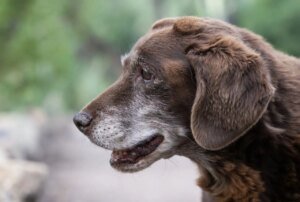 Prevalência da Epilepsia em cães na Espanha