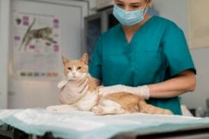 Osteoartrite em gatos idosos: sintomas e tratamentos