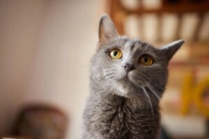 Dia Mundial do Gato: importância da conscientização e bem-estar felino