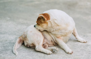 DAPP x DAC: Diferenciação na Dermatologia Veterinária