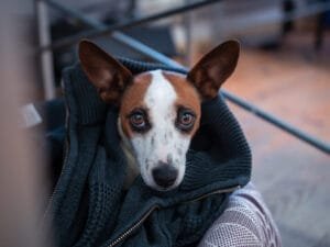 Medo de trovões em Cães