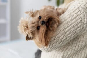 Saúde Do Yorkshire Terrier: Importância Do Acompanhamento Veterinário