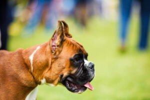 Cuidados essenciais no passeio com cães braquicefálicos em altas temperaturas