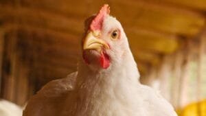 Captação de R$ 375 milhões em CRA impulsiona crescimento da GTF